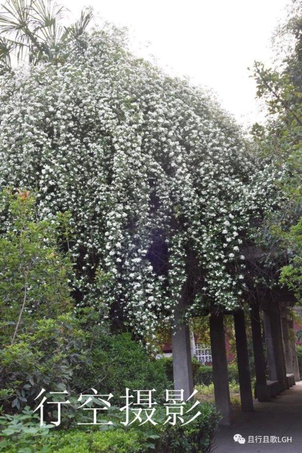桃花侠守卫战